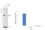 GSDMD Antibody in Western Blot (WB)