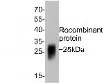 GM-CSF Antibody in Western Blot (WB)