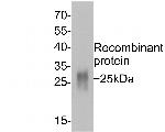 GM-CSF Antibody in Western Blot (WB)