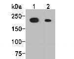 BRG1 Antibody in Western Blot (WB)