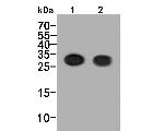 CD42a Antibody in Western Blot (WB)