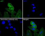 SLC7A11 Antibody in Immunocytochemistry (ICC/IF)