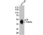 SLC7A11 Antibody in Western Blot (WB)