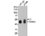 SLC7A11 Antibody in Western Blot (WB)