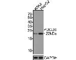 PDCD6 Antibody in Western Blot (WB)