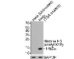 H3K18ac Antibody in Western Blot (WB)