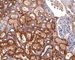 alpha Galactosidase Antibody in Immunohistochemistry (Paraffin) (IHC (P))