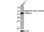 alpha Galactosidase Antibody in Western Blot (WB)