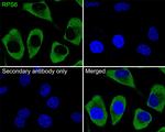 S6 Antibody in Immunocytochemistry (ICC/IF)