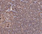 S6 Antibody in Immunohistochemistry (Paraffin) (IHC (P))