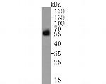 TROP2 Antibody in Western Blot (WB)