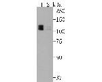 Calpastatin Antibody in Western Blot (WB)