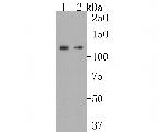 Calpastatin Antibody in Western Blot (WB)