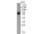 TROP2 Antibody in Western Blot (WB)