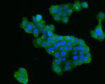 TROP2 Antibody in Immunocytochemistry (ICC/IF)