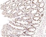 NCoR1 Antibody in Immunohistochemistry (Paraffin) (IHC (P))