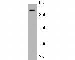 NCoR1 Antibody in Western Blot (WB)