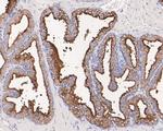 PSMA Antibody in Immunohistochemistry (Paraffin) (IHC (P))