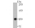 PSMA Antibody in Western Blot (WB)