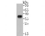 ABHD3 Antibody in Western Blot (WB)