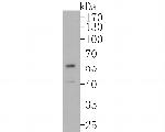 FOXA1 Antibody in Western Blot (WB)