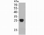 HIV1 p24 Antibody in Western Blot (WB)