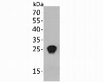 HIV1 p24 Antibody in Western Blot (WB)