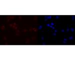 SIRT1 Antibody in Immunocytochemistry (ICC/IF)