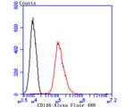 CD146 Antibody in Flow Cytometry (Flow)