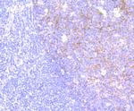 CD146 Antibody in Immunohistochemistry (Paraffin) (IHC (P))