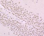 alpha Synuclein Antibody in Immunohistochemistry (Paraffin) (IHC (P))