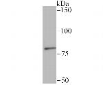 SMURF2 Antibody in Western Blot (WB)