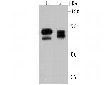 ATG16L1 Antibody in Western Blot (WB)