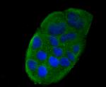 CCL5 (RANTES) Antibody in Immunocytochemistry (ICC/IF)