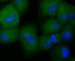 CCL5 (RANTES) Antibody in Immunocytochemistry (ICC/IF)