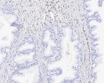 FGF2 Antibody in Immunohistochemistry (Paraffin) (IHC (P))