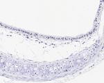 FGF2 Antibody in Immunohistochemistry (Paraffin) (IHC (P))