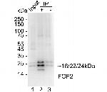 FGF2 Antibody in Immunohistochemistry (Paraffin) (IHC (P))