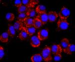 CD56 (NCAM) Antibody in Immunocytochemistry (ICC/IF)