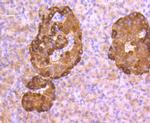 Glucagon Antibody in Immunohistochemistry (Paraffin) (IHC (P))