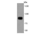 STAT4 Antibody in Western Blot (WB)