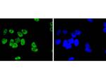 JunD Antibody in Immunocytochemistry (ICC/IF)