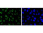 JunD Antibody in Immunocytochemistry (ICC/IF)