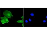 Histone H3.3 Antibody in Immunocytochemistry (ICC/IF)