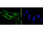 Histone H3.3 Antibody in Immunocytochemistry (ICC/IF)