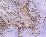 Histone H3.3 Antibody in Immunohistochemistry (Paraffin) (IHC (P))