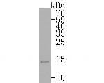 Histone H3.3 Antibody in Western Blot (WB)