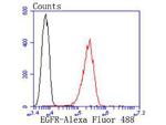 EGFR Antibody in Flow Cytometry (Flow)