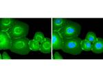 EGFR Antibody in Immunocytochemistry (ICC/IF)