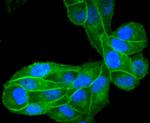 EGFR Antibody in Immunocytochemistry (ICC/IF)